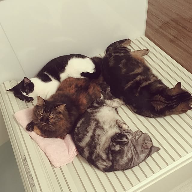 mikomaruさんの実例写真