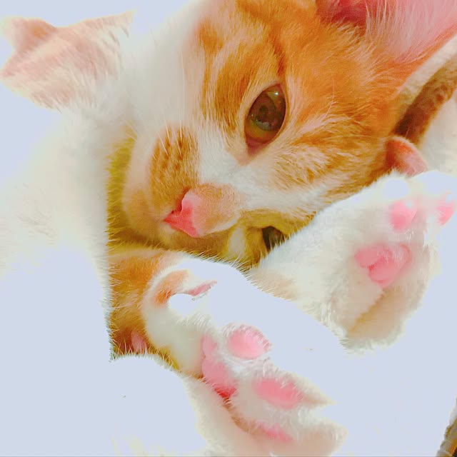 cocomaroさんの実例写真