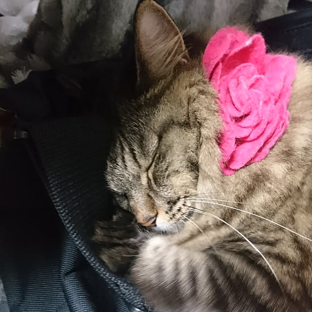 mayu.ariさんの実例写真