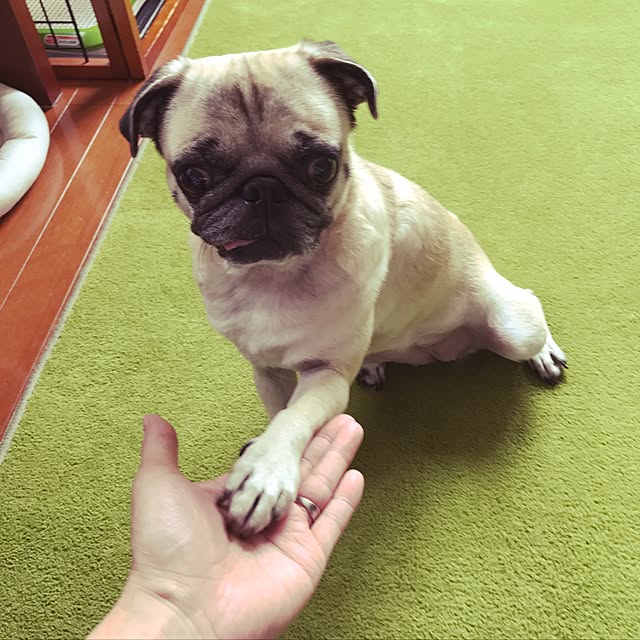 kellyさんの実例写真