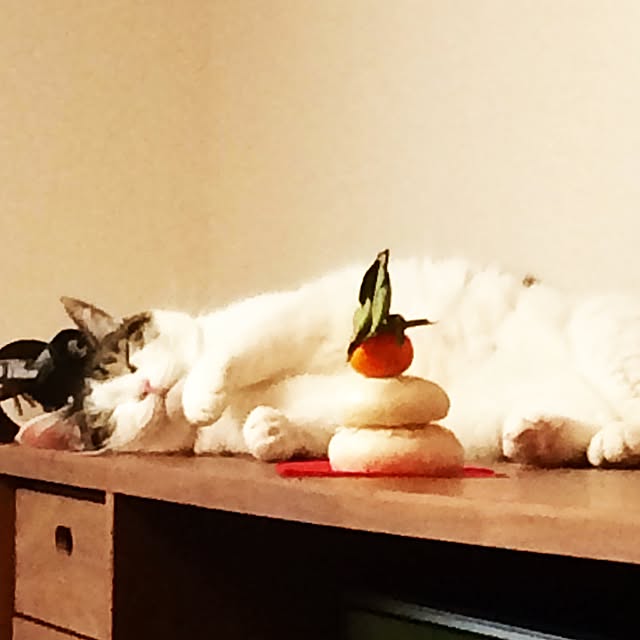 tigerさんの実例写真
