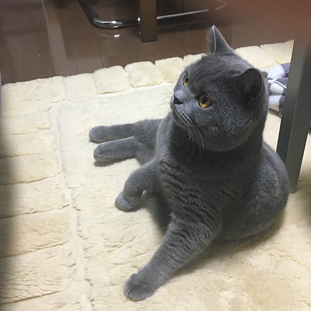 kittyさんの実例写真