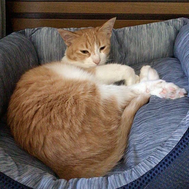 houenさんの部屋