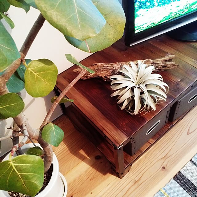 リビング/植物/シーグレープ/観葉植物/キセログラフィカ...などのインテリア実例 - 2015-06-11 17:27:52