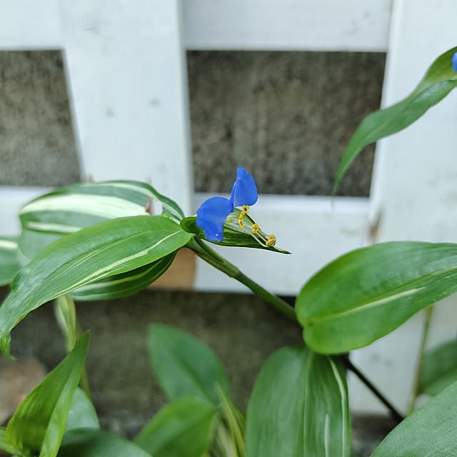 kiraさんの部屋