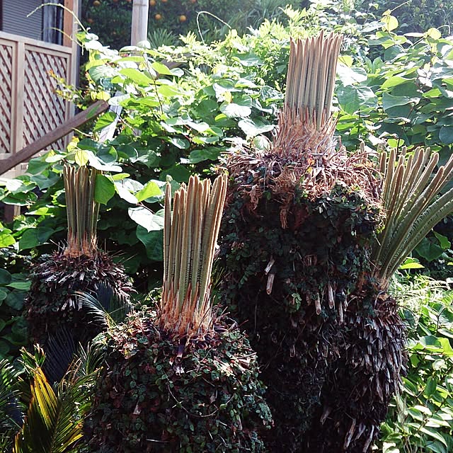 kikuさんの実例写真