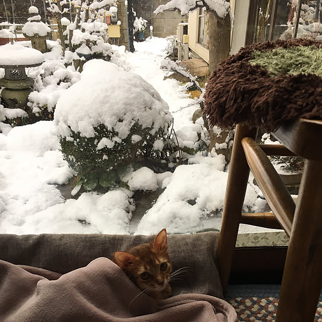 実例写真