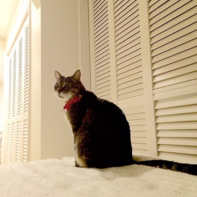 lovecatさんの実例写真