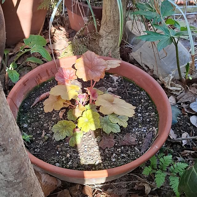 midoriさんの部屋