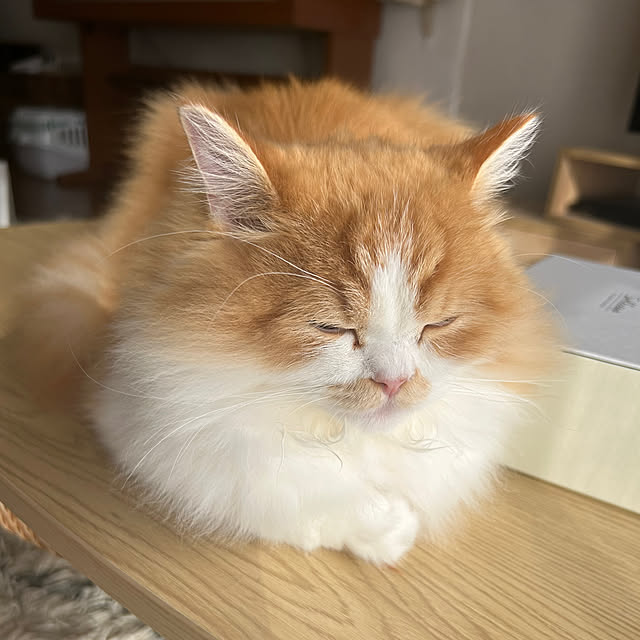junさんの実例写真