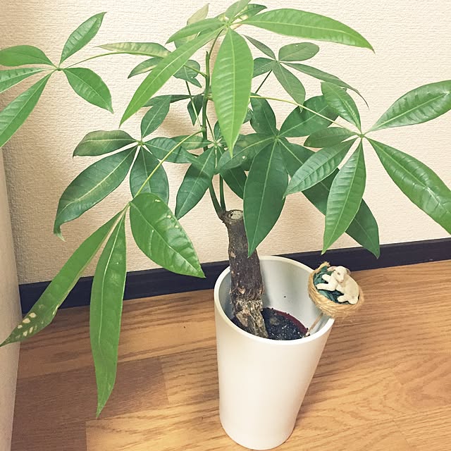 manaさんの実例写真