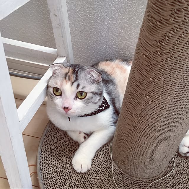 yokkochanさんの実例写真