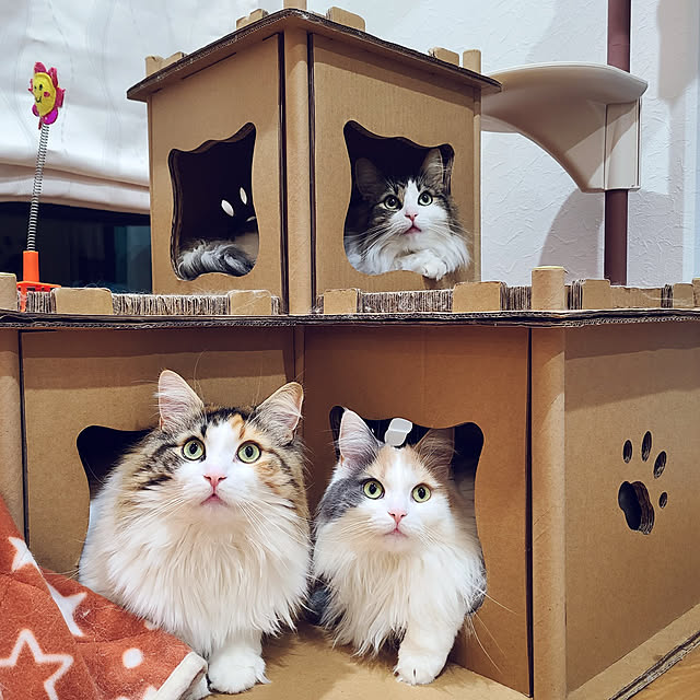 akiko6193さんの実例写真
