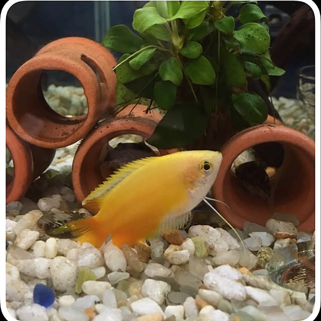 akiさんの実例写真