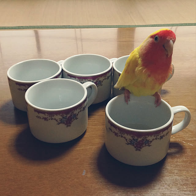 aoinokimiさんの実例写真