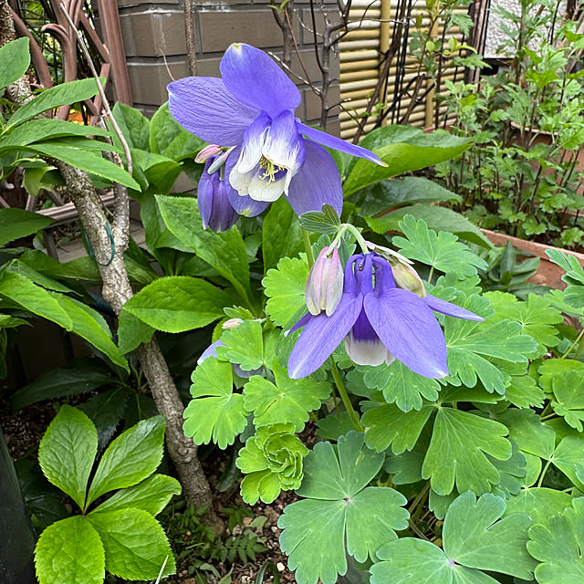 mamizaさんの部屋