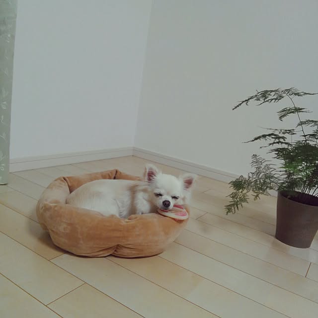 okuriさんの実例写真