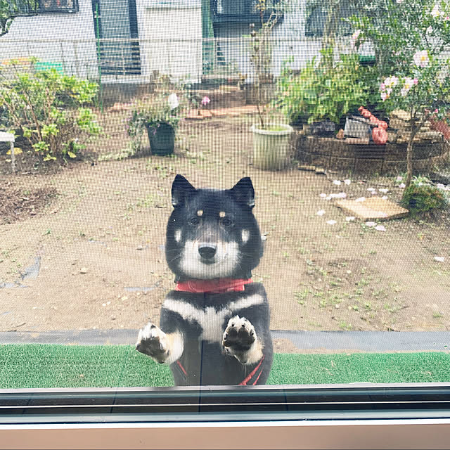 moainanoさんの実例写真