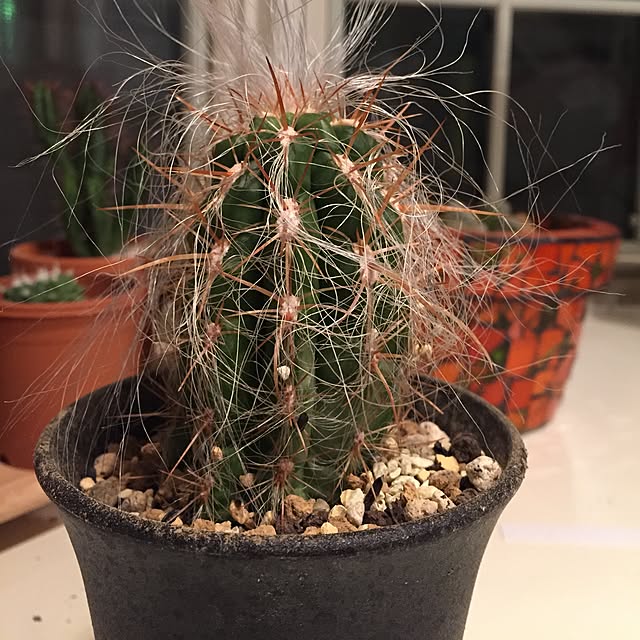 Junkoさんの実例写真
