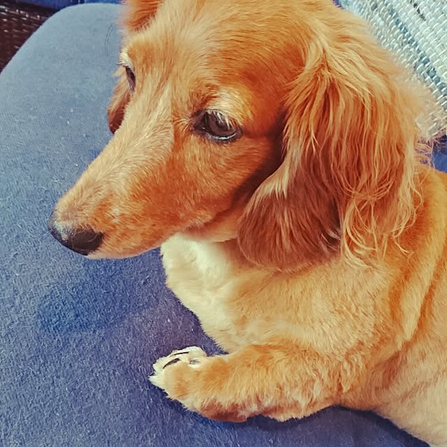 cocosorasakuさんの実例写真
