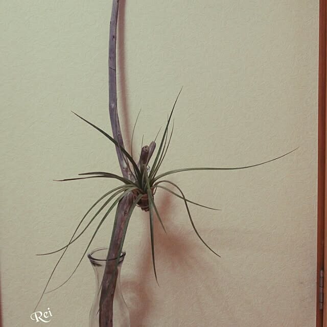 Reiさんの実例写真