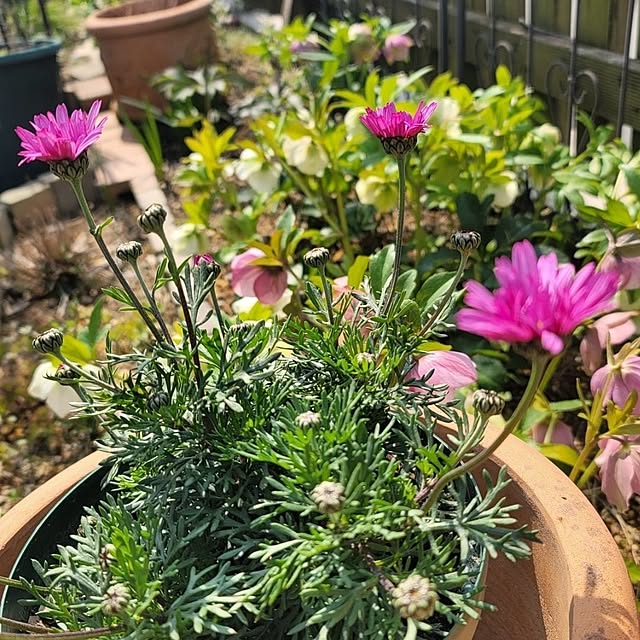 VIORAさんの実例写真