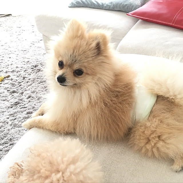 MAKARONさんの実例写真
