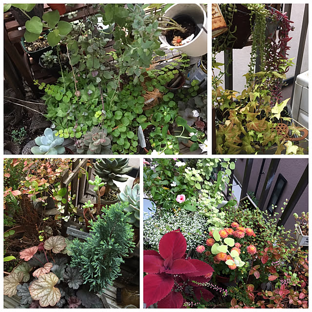 バストイレではありません/DIY/一人暮らし/観葉植物/多肉植物...などのインテリア実例 - 2019-07-23 18:04:31