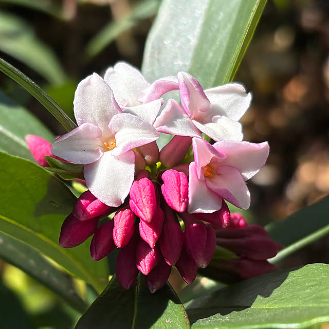 SIELUさんの実例写真