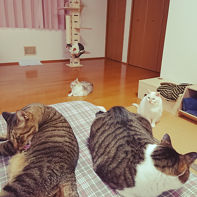 nachiさんの実例写真