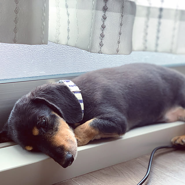 haruさんの実例写真