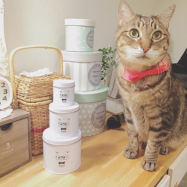 lovecatさんの実例写真