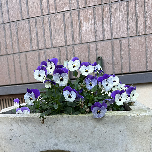 sakakenさんの実例写真