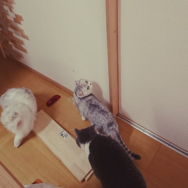 nyan5さんの実例写真