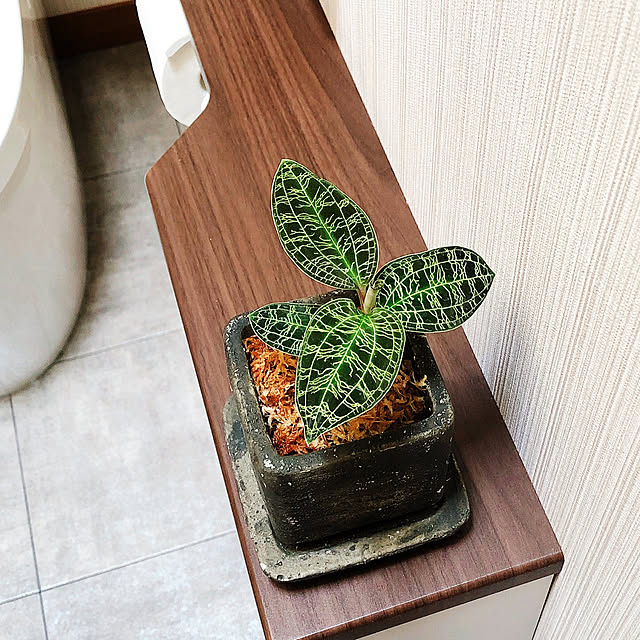 TOTOトイレ/グリーンのある暮らし/トイレットペーパーホルダー/水苔/ジュエルオーキッド...などのインテリア実例 - 2020-08-30 12:28:01