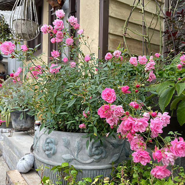 shiropenguinさんの部屋