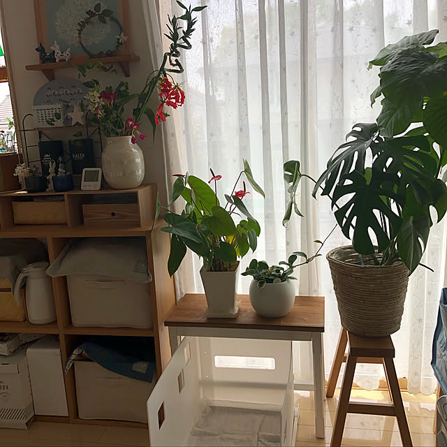 loliontoaliceveさんの実例写真