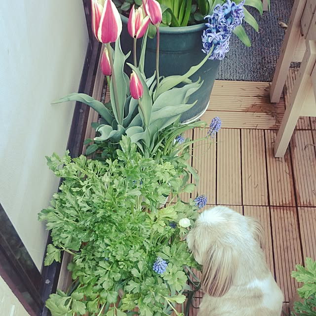 maggieさんの実例写真