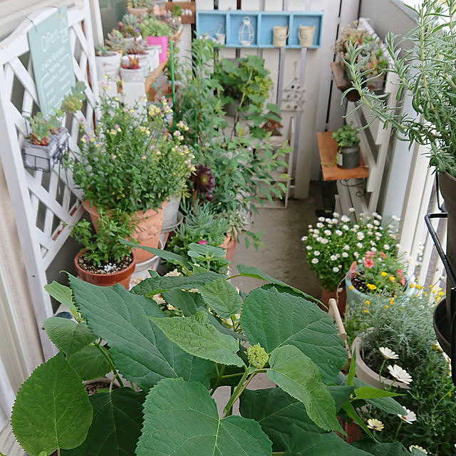 naopyiさんの実例写真