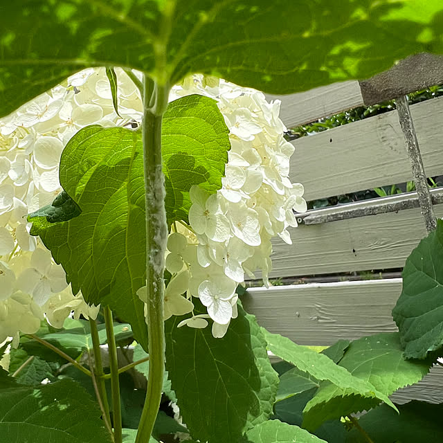 hamuさんの部屋