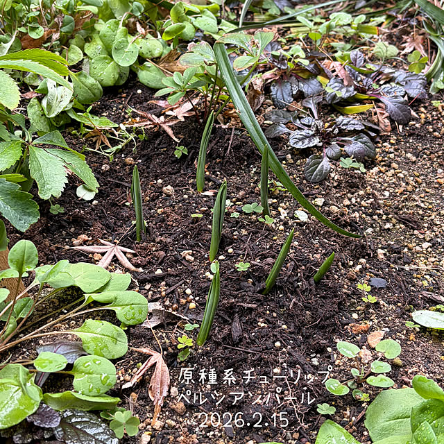 buchiさんの部屋