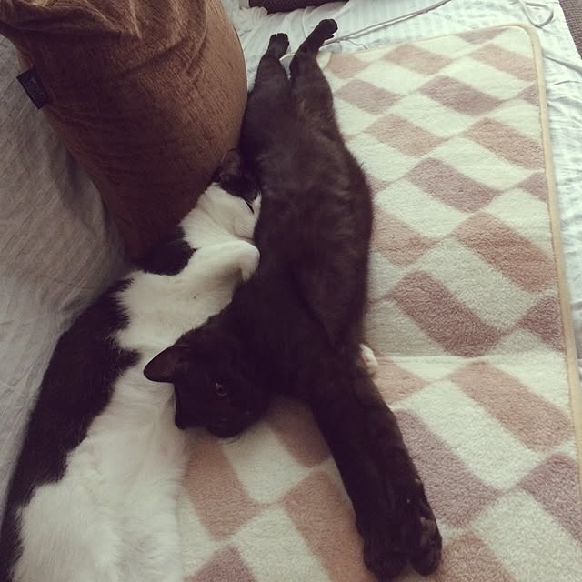 aruさんの実例写真