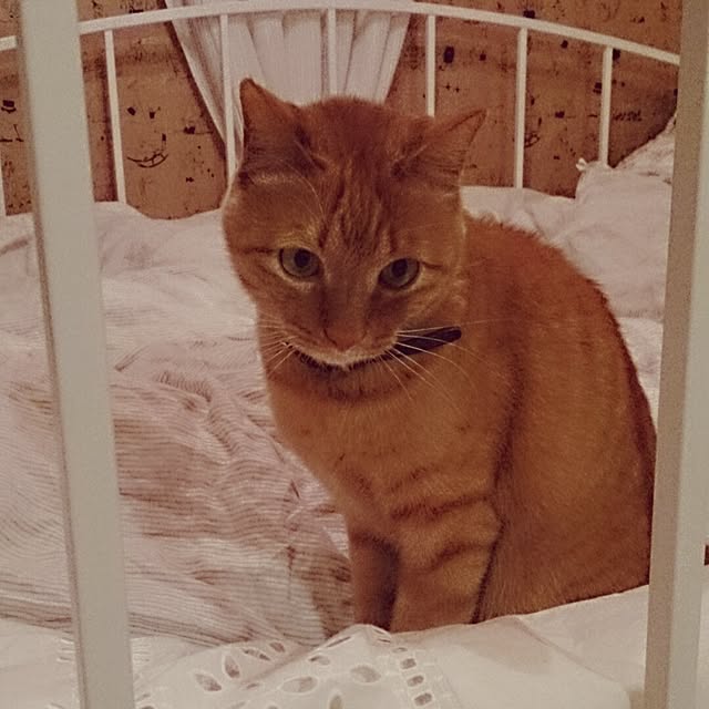 kuhaさんの実例写真