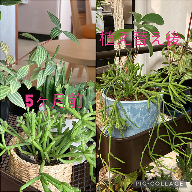 ブルーの植木鉢/植え替え完了 ！/花に癒されてます♪/花のある暮らし/いいね！ありがとうございます♪...などのインテリア実例 - 2022-10-02 18:17:48