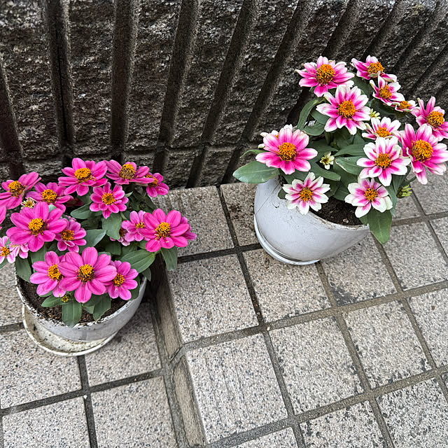 karintoさんの実例写真