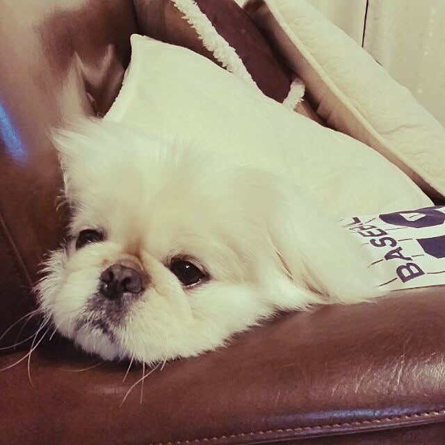 yukagomaさんの実例写真