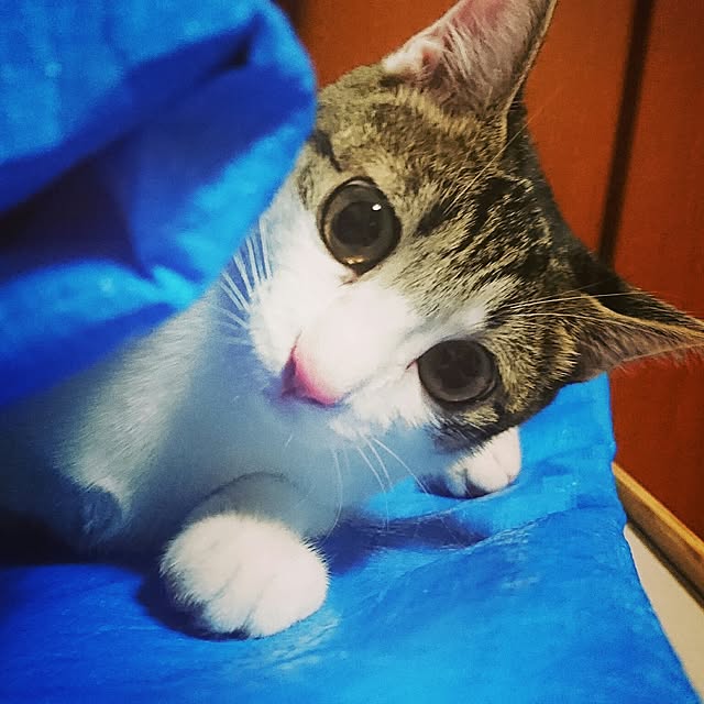 kiraさんの実例写真