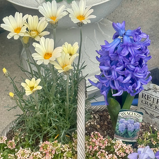 cocoさんの実例写真