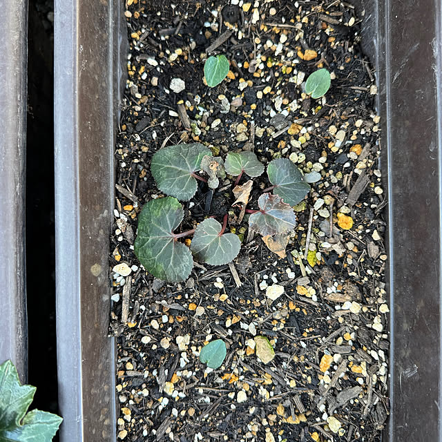 mamizaさんの部屋