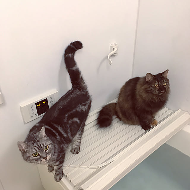 mikomaruさんの実例写真